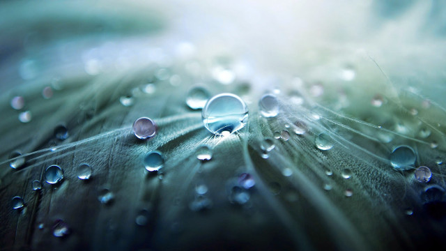 Leaf water droplets blue background #4 free wallpaper - medium preview image
