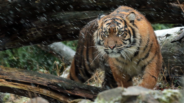 Tiger walking forest snow fallen free wallpaper - medium preview image