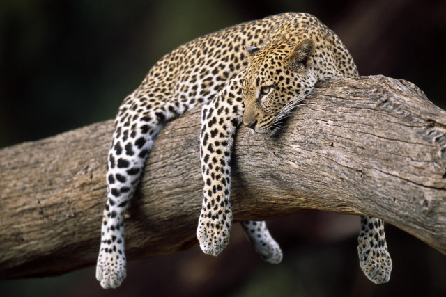 Leopard resting tree branch head #2 free wallpaper - medium preview image