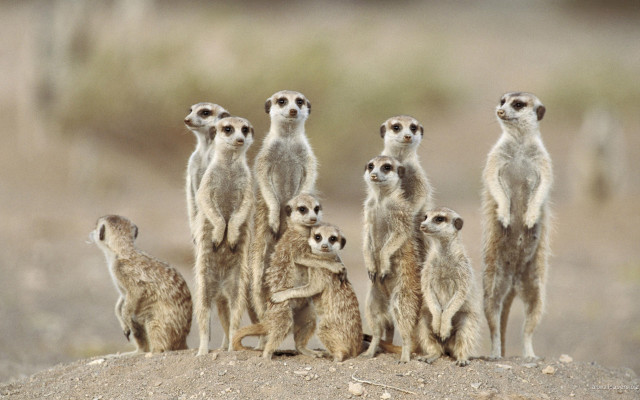 Meerkats standing dirt hill wild free wallpaper - medium preview image