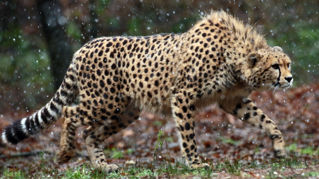 Cheetah walking rain wild tail free wallpaper - medium preview image