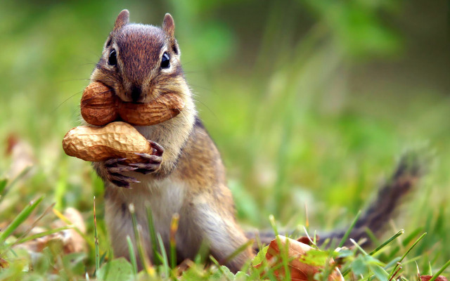 Squirrel eating nut ecological art free wallpaper - medium preview image