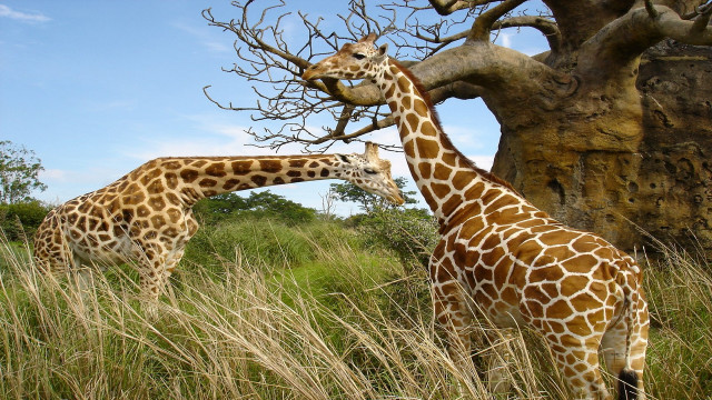 Giraffes tall grass tree rock #2 free wallpaper - medium preview image