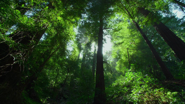 Forest tall trees green leaves free wallpaper - medium preview image