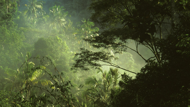 Forest jungle fireflies night stars free wallpaper - medium preview image