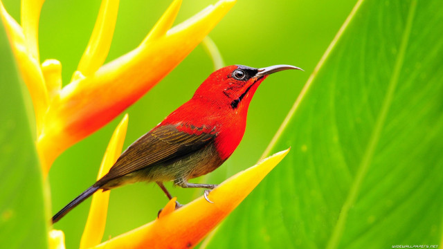Red bird yellow flower green free wallpaper - medium preview image