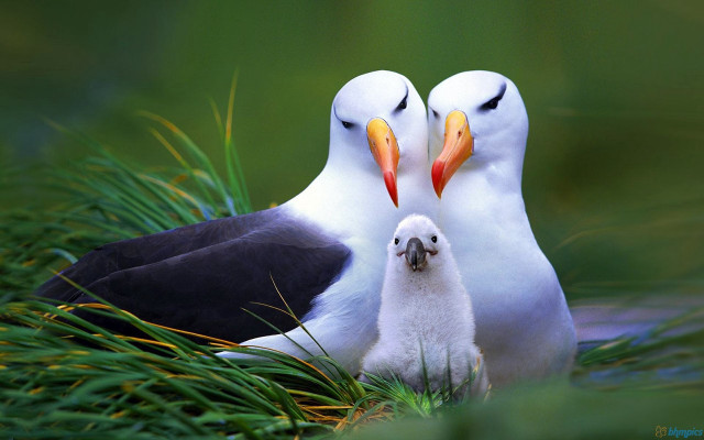 Birds grass beaks together eyes free wallpaper - medium preview image