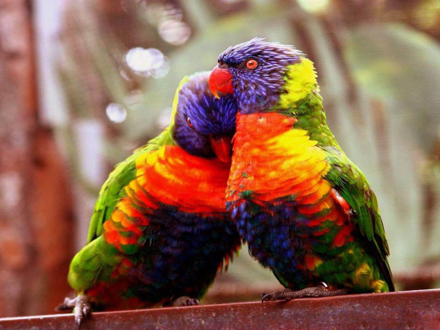 Colorful birds sitting metal rail free wallpaper - medium preview image