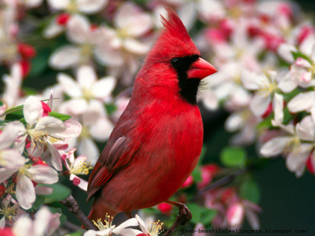 Red bird branch white flowers free wallpaper - medium preview image