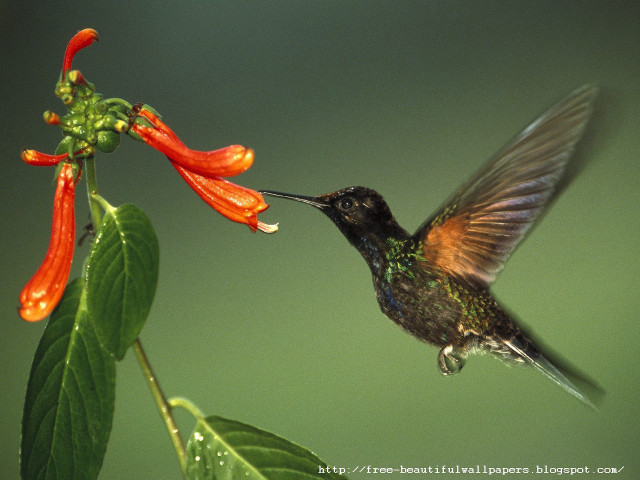 Hummingbird flying flower beak open free wallpaper - medium preview image