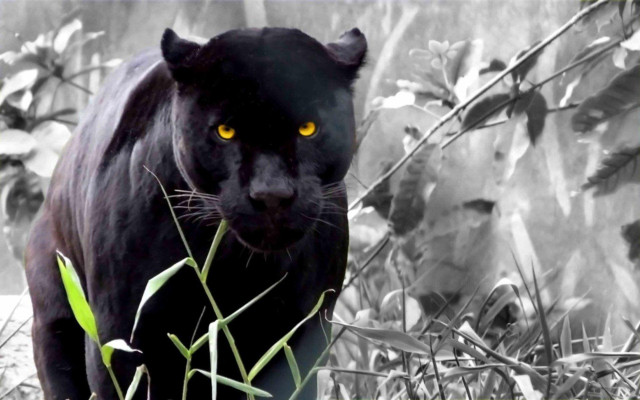 Black panther yellow eyes lush free wallpaper - medium preview image