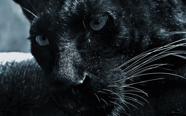 Black cat sad face whiskers free wallpaper - medium preview image