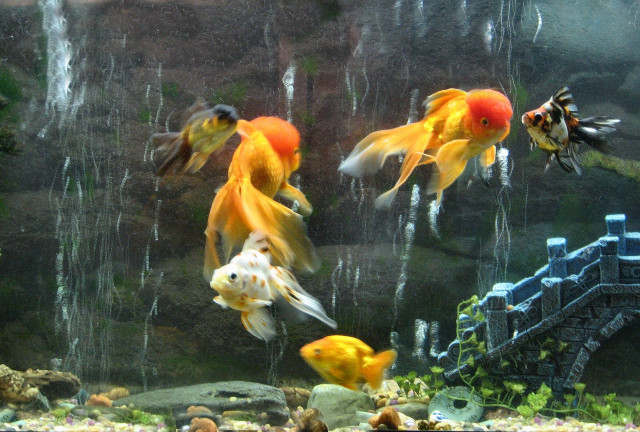 Goldfish aquarium waterfall bridge swimming free wallpaper - medium preview image