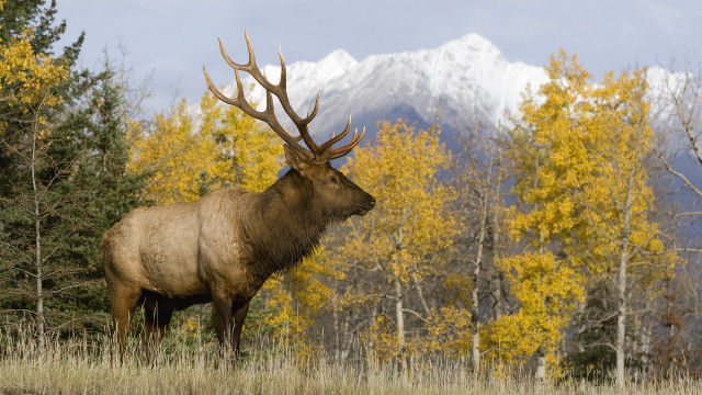 Elk field trees mountain snow free wallpaper - medium preview image