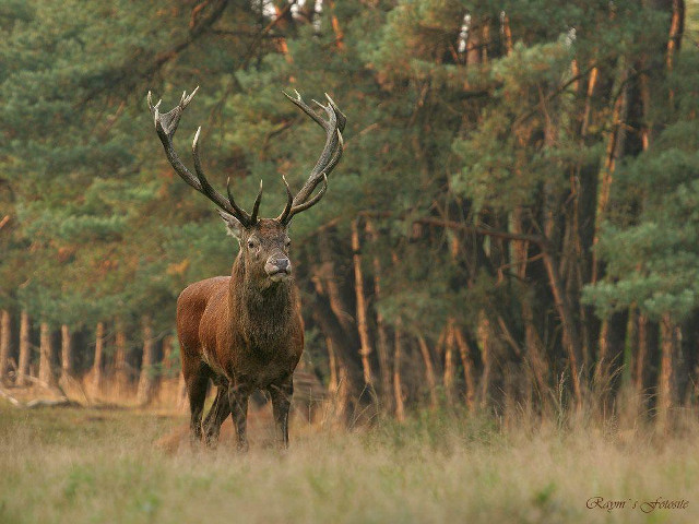 Deer standing field trees background #2 free wallpaper - medium preview image