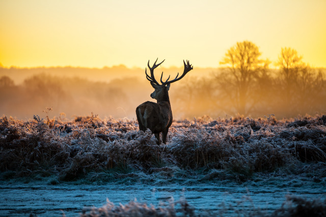 Deer frost field sunset dawn free wallpaper - medium preview image