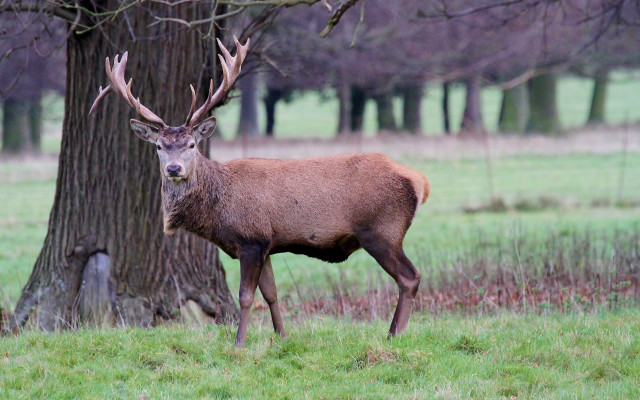 Deer field tree bare branches free wallpaper - medium preview image