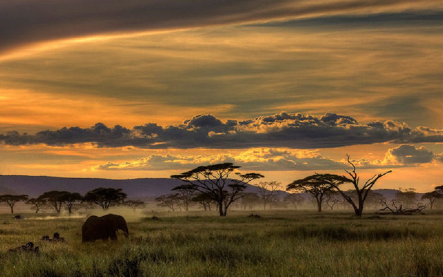 Elephant lush green field cloudy free wallpaper - medium preview image