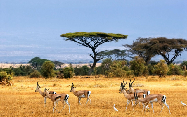 Herd gazelle dry grass field free wallpaper - medium preview image