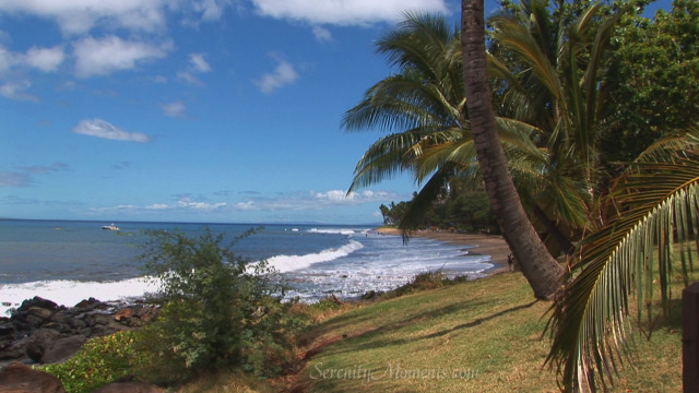 Beach palm tree surfboard ocean free wallpaper - medium preview image