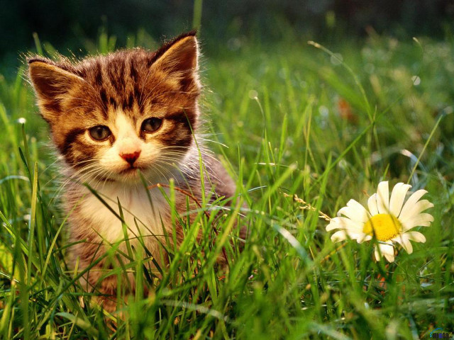 Kitten grass flower blurry background free wallpaper - medium preview image