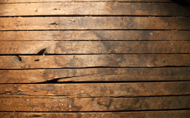 Wooden plank bird side bird free wallpaper - medium preview image