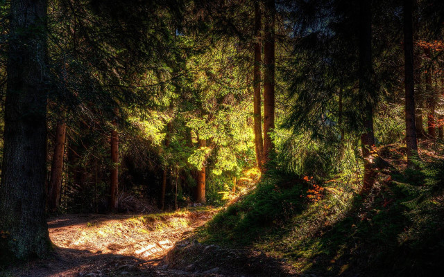 Path woods trees grass forest free wallpaper - medium preview image