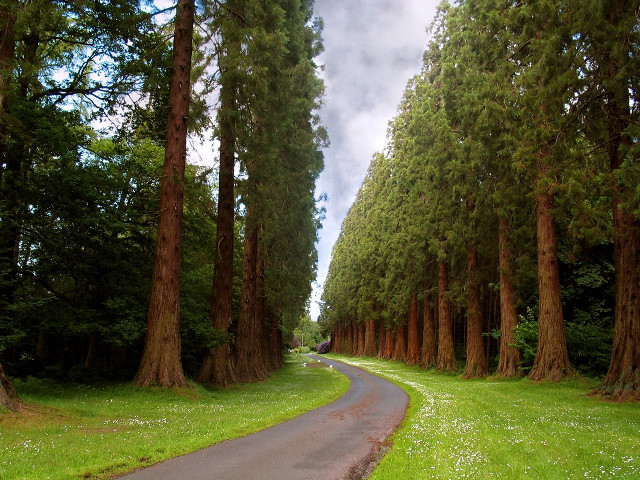 Forest road trees paved nature free wallpaper - medium preview image