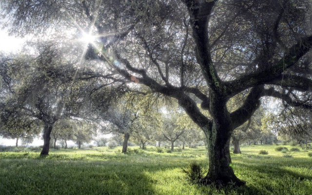 Tree field sunshine through grass free wallpaper - medium preview image