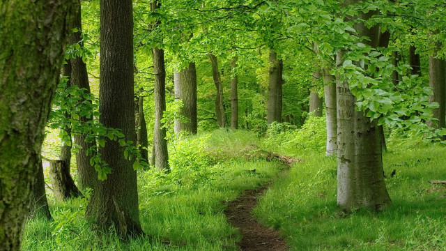 Forest path bench trees grass free wallpaper - medium preview image