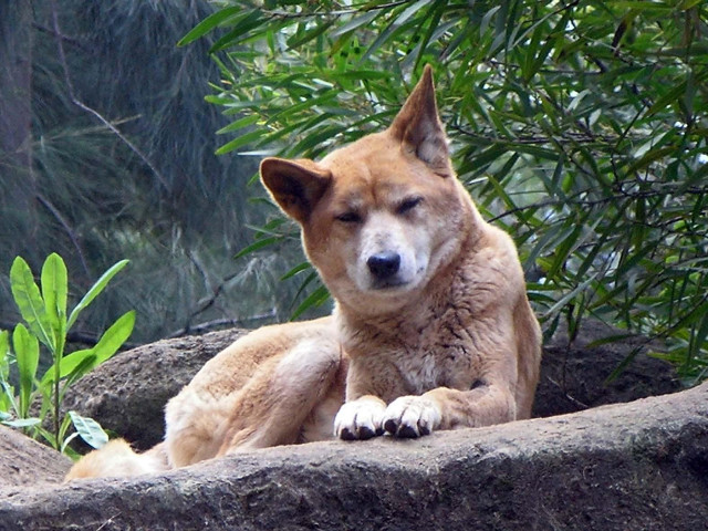 Dog sitting rock zoo enclosure free wallpaper - medium preview image