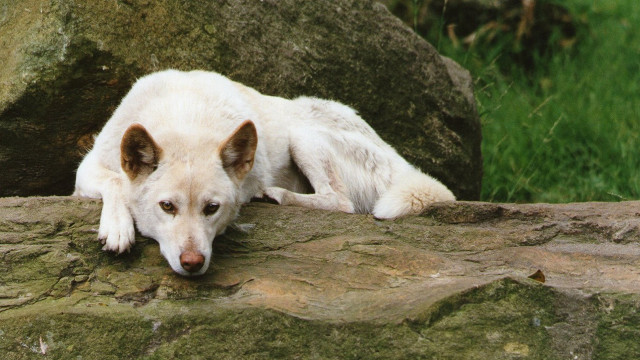White dog rock green field free wallpaper - medium preview image