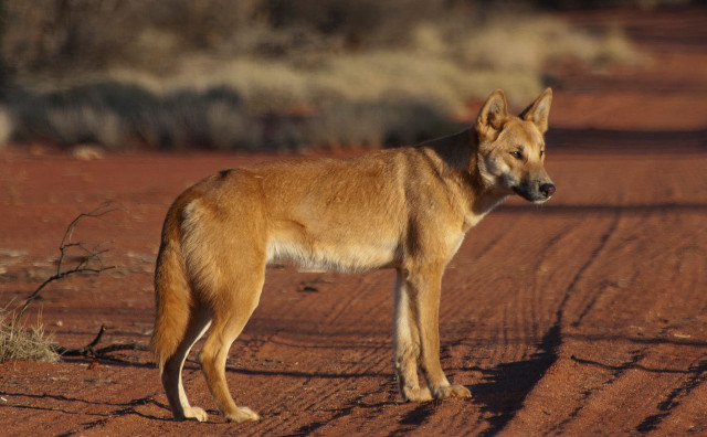 Dog desert bush shiba inu free wallpaper - medium preview image