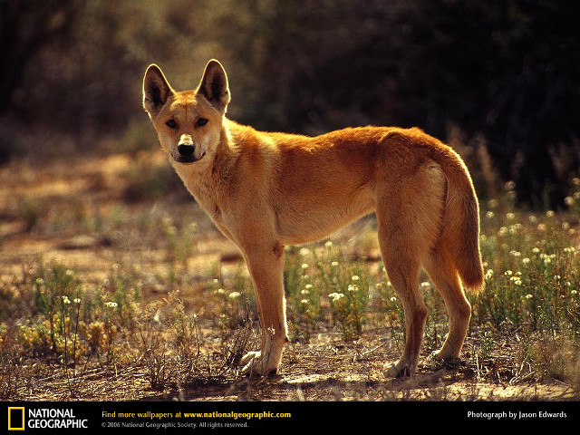 Dingy dog field grass flowers free wallpaper - medium preview image
