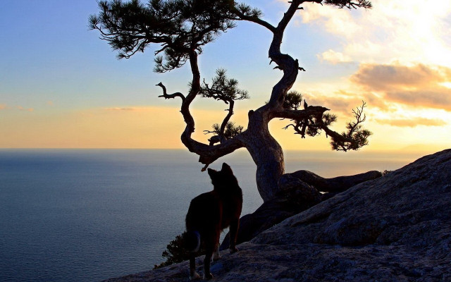 Horse tree cliff ocean sunset free wallpaper - medium preview image