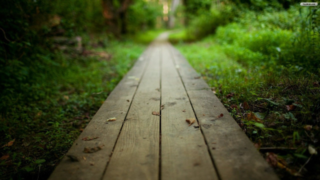Wooden walkway forest trees grass free wallpaper - medium preview image