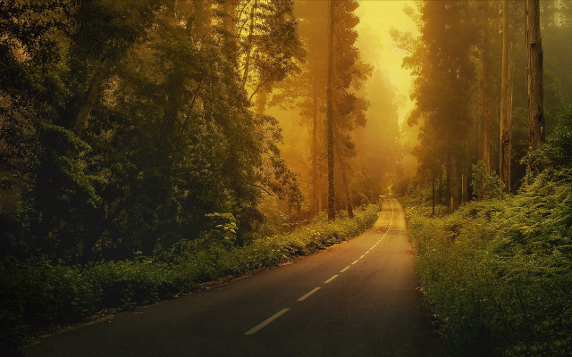 Forest road trees yellow sky free wallpaper - medium preview image