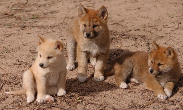 Three puppies sitting in the free wallpaper - medium preview image