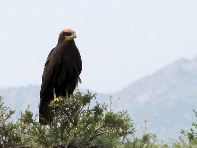 Large bird perched on branch free wallpaper - medium preview image