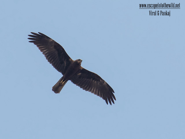 Large bird flying blue sky #10 free wallpaper - medium preview image
