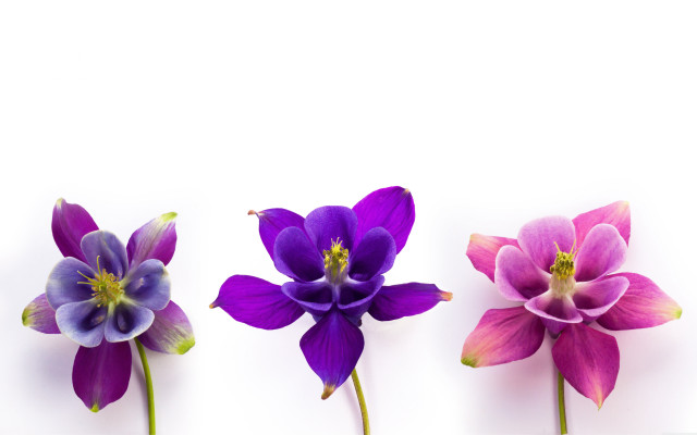 Three flowers purple middle synchromism free wallpaper - medium preview image