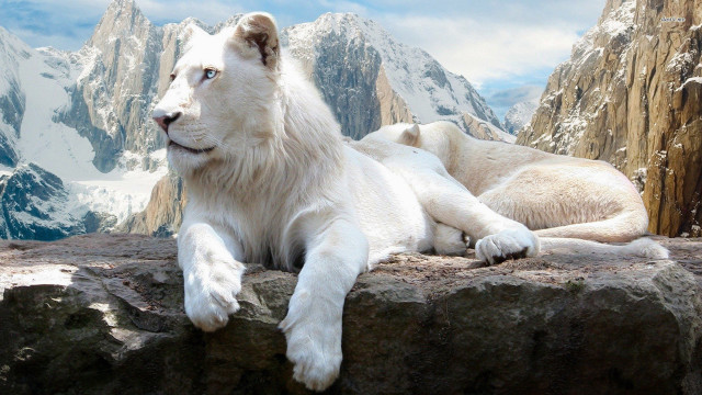 White tiger rock mountain snow free wallpaper - medium preview image