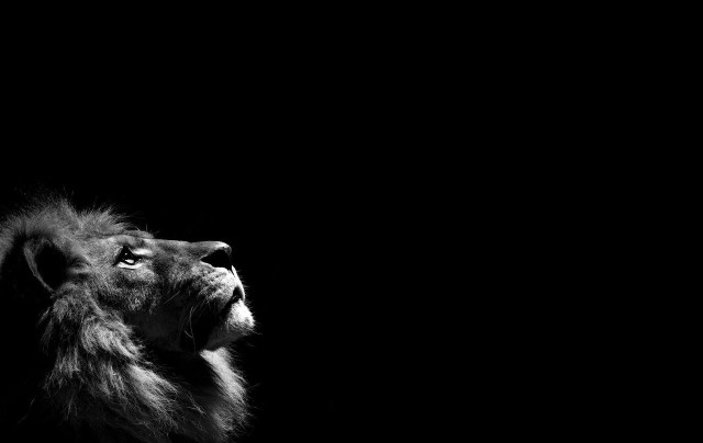 Lion looking up sky dark free wallpaper - medium preview image