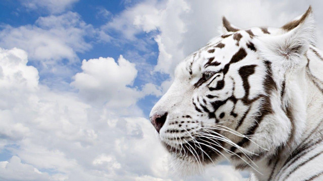 White tiger left cloudy sky free wallpaper - medium preview image