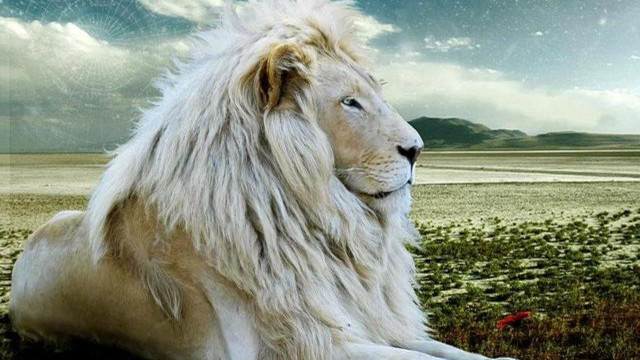 White lion sitting field sky free wallpaper - medium preview image