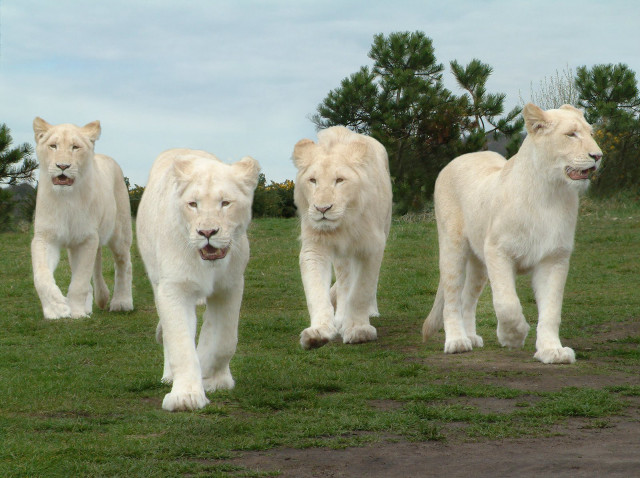 White lions green field nature free wallpaper - medium preview image