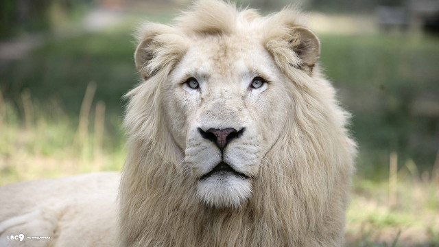 White lion blue eyes majesty free wallpaper - medium preview image