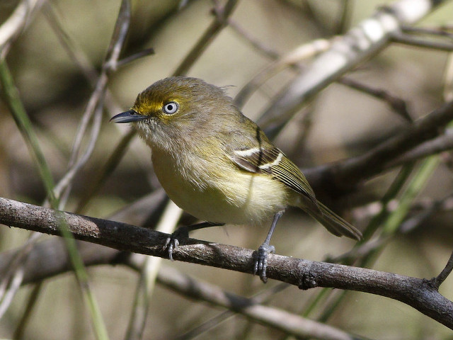 Small bird perched tree branch #8 free wallpaper - medium preview image