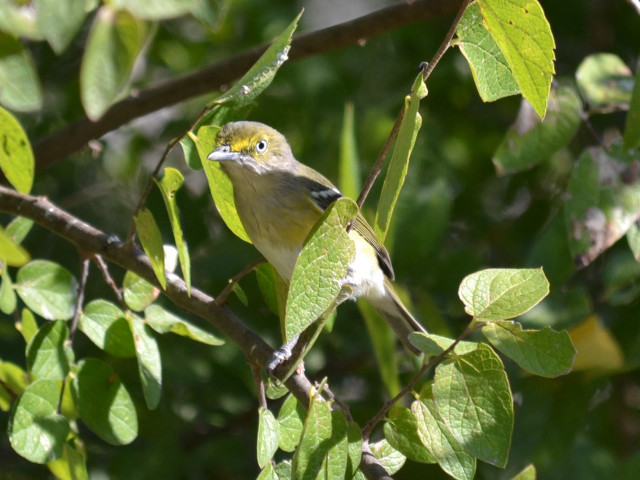 Bird branch tree leaves green free wallpaper - medium preview image