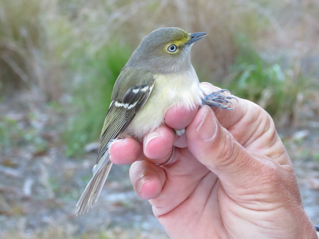 Small bird hand wild grass free wallpaper - medium preview image